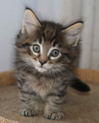 Meow!